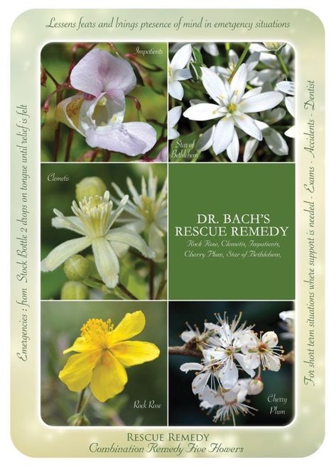 Rescue Remedy Bach Flower, Bach Remedies, Flower Medicine, Flower Essences Remedies, Rescue Remedy, Crate Desk, Bach Flowers, Flower Remedies, Homeopathy Remedies