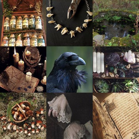 Witch Aesthetic Board, Witch Aesthetic Moodboard, Mushroom Witch Aesthetic, Mushroom Mood Board, Bird Mood Board, Crow Moodboard, Animal Moodboard Aesthetic, Moth Moodboard, Character Board Aesthetic