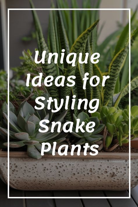 Snake plants have become a favorite among plant lovers worldwide, earning their well-deserved reputation as beloved indoor plants. Their allure is undeniable, making it no surprise why they have captured the hearts of many. Uncover the captivating magic of snake plants and add a dash of enchantment to your living space. Snake Plant Potting Ideas, Snake Plant Succulent Arrangement, Snake Plant Garden Ideas, Snake Plant Styling, Best Pot For Snake Plant, Snake Plant Display, Snake Plant Decor Ideas Living Rooms, Snake Plant Arrangement Indoor, Snake Plant Outdoors