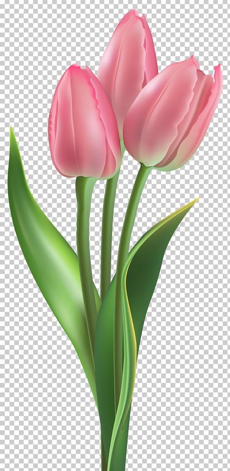 Tulip Flower Drawing, Emoji Flower, Floral Design Drawing, Tulips Images, Hydrangea Wallpaper, Tulips Art, Red And Pink Roses, Tulips In Vase, Pink Plant