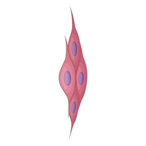 Smooth muscle cell illustration #AD , #Paid, #SPONSORED, #muscle, #cell, #illustration, #Smooth Muscle Illustration Art, Human Cell Structure, Muscle Illustration, Cell Illustration, Muscle Cell, Human Cell, Smooth Muscle, Gradient Image, Types Of Muscles