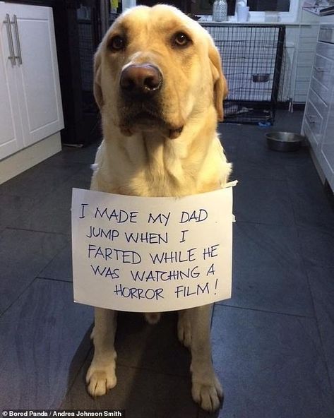 Cat Shaming, Animal Shaming, Dog Shaming, Funny Dog Pictures, Funny Animal Memes, Cute Animal Videos, Animal Jokes, Copyright Infringement, Funny Animal Pictures