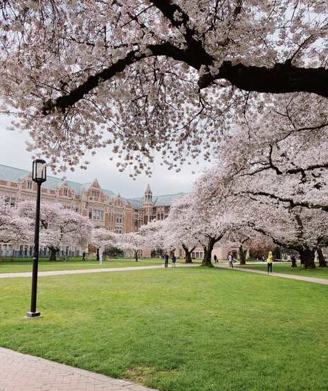 Washington Cherry Blossoms, University Of Washington Cherry Blossoms, Uw Cherry Blossoms, Eternal Warrior, Cherry Blossom Washington Dc, Pink University, Cherry Blossom Trees, Japan Sakura, Urban Landscape Design