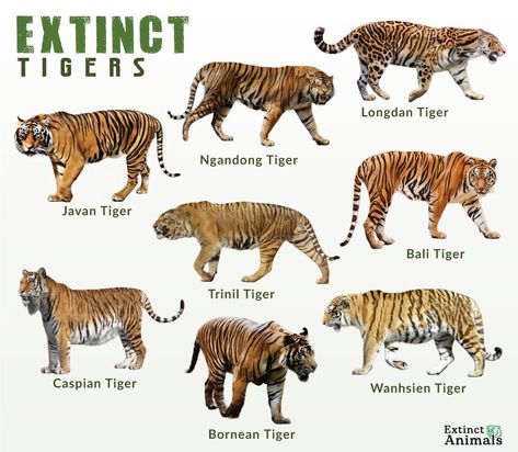 Tiger Species, Animal Infographic, Big Cats Art, Ancient Animals, Hilarious Photos, Extinct Animals, Animal Facts, Prehistoric Animals, Animal Posters