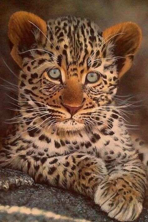 Cat Beautiful, Regnul Animal, Baby Leopard, Exotic Cats, Baby Animals Pictures, Majestic Animals, Photo Nature, Cute Wild Animals, Big Cat