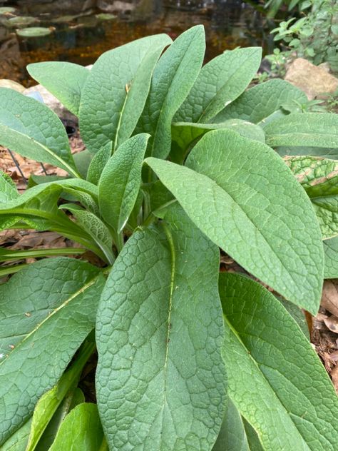 What I make my comfrey salve from Drying Comfrey Leaves, Comfrey Plant Benefits Of, Comfrey Leaf Magical Properties, Comfrey Oil, Comfrey Salve, Comfrey Plant, Sick Remedies, Plant Leaves, Close Up