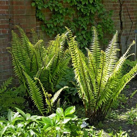 Dryopteris Wallichiana, Evergreen Ferns, Australian Trees, Ferns Garden, Planting Plan, Moon Garden, Succulents In Containers, Container Gardening Vegetables, Woodland Garden