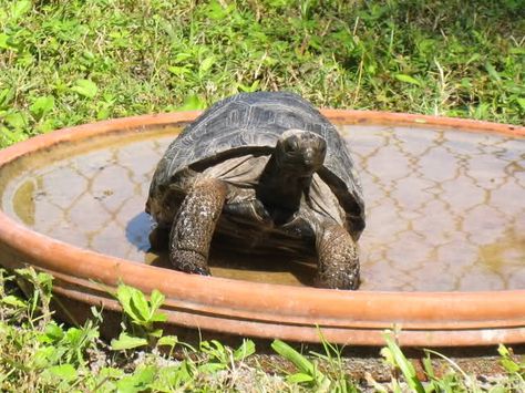 Even though tortoises are able to go without a drink of water for a long time, they still like to drink water, and soak in it too! Aldabra Tortoise Enclosure, Tortoise Water Bowl, Tortoise Watering Hole, Sulcata Habitat, Tortoise Garden, Big Tortoise, Eastern Box Turtle, Box Turtles, Tortoise House