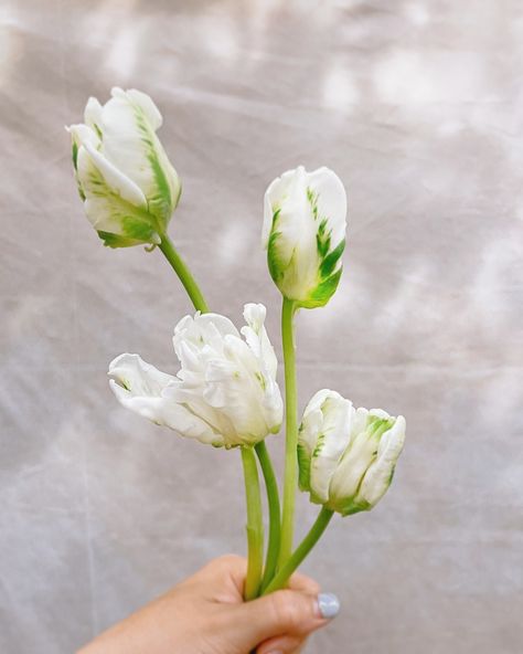 One of my favorite go-to flowers, Parrot tulips, are known for their dramatic, ruffled petals that embody movement and texture. These tulips bring an exotic, almost whimsical flair to any floral arrangement. However, they're not easy to work with, very delicate and easy to snap, and take patient and gentle care when handling them but that will not stop me from using them in my design to bring unique beauty to my clients. #verydemure #verydemureverymindful Parrot Tulips, Unique Beauty, My Design, Floral Arrangement, Parrot, Floral Arrangements, To Work, Tulips, My Favorite