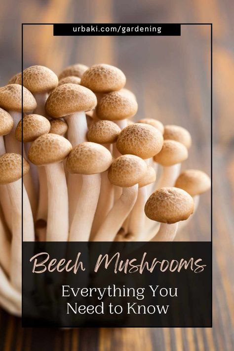 Delicious, nutritious, and boasting a unique flavor profile, Beech mushrooms have been capturing the attention of food enthusiasts and health-conscious individuals alike. Whether you're a gourmet chef exploring new culinary frontiers or an avid forager seeking nature's treasures, understanding the ins and outs of these fascinating fungi is essential. In this article, we'll delve into everything you need to know about Beech mushrooms, from their distinct characteristics and culinary uses to... Brown Beech Mushrooms, Bunapi Mushrooms Recipe, Beech Mushrooms, White Beech Mushrooms Recipes, Brown Beech Mushrooms Recipe, Beech Mushroom Recipe, Mushroom Breakfast, Mushroom Varieties, Cooking Herbs