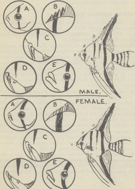 Angel fish male female difference Sexing the angelfish and male   female difference Aquarium Tips, Fish Chart, Fish Board, Fish Tank Themes, Aquaponics Fish, Tropical Fish Aquarium, Tropical Freshwater Fish, Guppy Fish, Tropical Aquarium