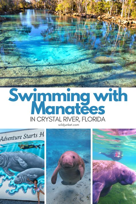 swimming with manatees florida Indian River Lagoon Florida, Swim With Manatees Florida, Crystal River Manatees, Duck Key Florida, Manatees In Florida, Swim With Manatees, Florida Manatees, Ruskin Florida, Swimming With Manatees