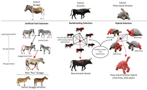 De-extinction, or resurrection biology, or species revivalism is the process of creating an organism, which is either a member of, or resembles an extinct species, or breeding population of such organisms. Cloning is the most widely proposed method, although selective breeding has also been proposed. Similar techniques have been applied to endangered species. Animal Breeding, Grassland Habitat, Plains Zebra, Extinct Species, Origin Of Species, Keystone Species, Amur Leopard, Selective Breeding, Wooly Mammoth