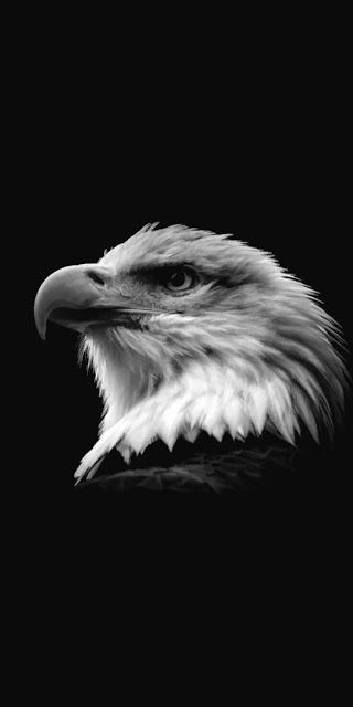 falco Tato Phoenix, Bald Eagle Photo, Jaguar Wallpaper, Lion Live Wallpaper, Wildlife Wallpaper, Benfica Wallpaper, Wild Animal Wallpaper, Eagle Images, Eagle Wallpaper