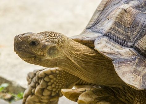 Sulcata Tortoise Care, African Sulcata Tortoise, Turtle Project, Terrestrial Animals, Money Making Websites, Tortoise Care, Reptile Care, Turtle Habitat, Sulcata Tortoise