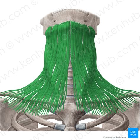 Platysma Muscle, Muscles Of The Neck, Head Anatomy, Neck Muscles, Muscle Anatomy, Jpeg Images, Female Anatomy, Medical Science, Human Anatomy