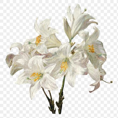 Download premium png of Vintage white lily flower botanical illustration png, remix from artworks by Henri Fantin–Latour about flower, vintage, flower png, png, and classical plant and flower 2775873 Vintage Transparent Png, Vintage Aesthetic Illustration, Flower Drawing White Background, Flores Aesthetic Png, Botanical Flowers Png, Vintage Things Png, Transparent Images Aesthetic, White Flowers Aesthetic Vintage, Collage Png Aesthetic