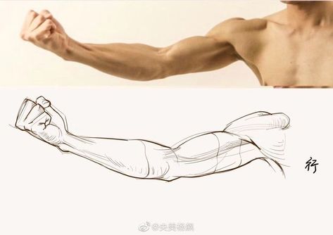 Arm Anatomy, Body Gestures, Arm Drawing, Anatomy Sculpture, Human Anatomy Drawing, Human Figure Drawing, Human Anatomy Art, Human Drawing, Anatomy Sketches