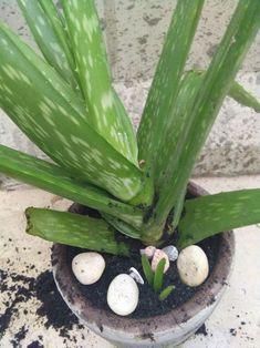 garden outdoor plants #OutdoorPlants Aloe Plant Care, Growing Aloe Vera, Aloe Plants, نباتات منزلية, Plant Care Houseplant, Plant Hacks, Aloe Plant, Inside Plants, Aloe Vera Plant