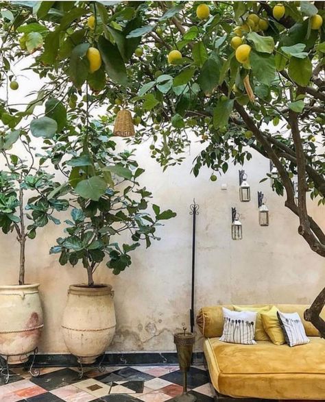 Lemon Tree Courtyard, El Fenn, Funny Vine, Lemon Trees, House Architecture, Lemon Tree, Cactus Garden, Garden Care, Tropical Garden