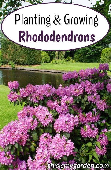 Rhodendron Bush, Landscaping With Rhododendrons, Rhododendron Garden Landscaping, Rhodendron Garden, Rhododendron Landscape Front Yard, Rhodendron Flower, Rhododendron Landscaping, Planting Rhododendron, Bush Landscaping