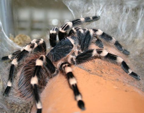 Brazilian White Knee Tarantula, White Knee Tarantula, Danger Noodles, Danger Noodle, Basement Reno, Creepy Crawlies, Arachnids, Ancient Symbols, Gorillaz