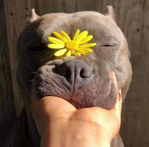 Cute Pitbulls, Big Dogs Breeds, Biggest Dog In The World, Staffy Dog, Biggest Dog, Really Cute Puppies, Dogs Breeds, Giant Dogs, Cute Animals Puppies