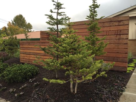 AL Abies lasiocarpa - Subalpine Fir Subalpine Fir, Garden Landscaping, Front Yard, Landscaping, Yard, Plants, Quick Saves