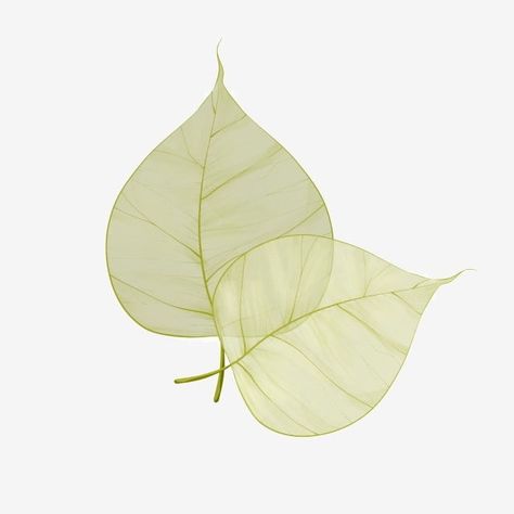 Bodhi Leaf Bodhi Tree Drawing, Bodhi Tattoo, Bodhi Tree Art, Budha Art, Culture Center, Leaf Skeleton, Bodhi Leaf, Buddha Tattoo, Yoga Logo