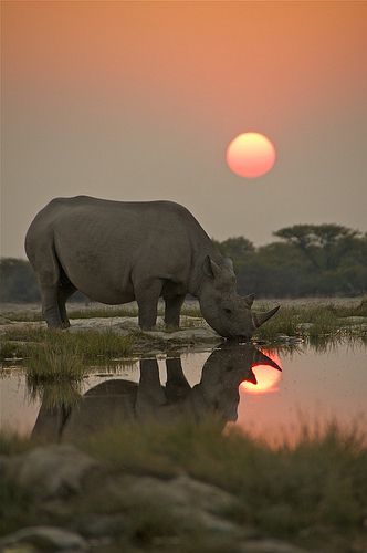 Endangered Black Rhino drinking at a waterhole in Etosha National Park, Namibia Regnul Animal, Wild Kingdom, Rhinos, Endangered Animals, African Wildlife, African Animals, Wild Things, Animal Planet, Amazing Animals