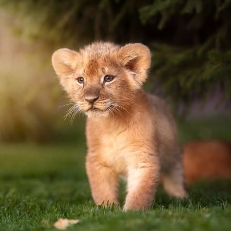 Little big kittens – meet the sweetest big cat... | QuizzClub Cute Lions, Baby Lion Cubs, Baby Lions, Animals Aesthetic, Lion Cubs, Animal Lion, Lions Photos, Lion Images, Lion Pictures