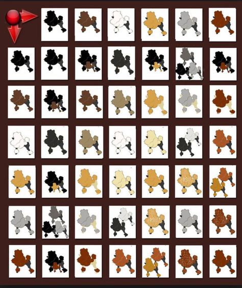 Poodle breeding color chart Poodle Colors, Dog Breeding Kennels, Dog Chart, Grey Poodle, Dog Breeding, Red Poodles, Black Puppy, Poodle Grooming, Brown Puppies