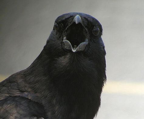 the-o-dot: Cawing Crows At 4am Really Have Important Message To ... 4 Horsemen, Blackbird Singing, Caw Caw, American Crow, Quoth The Raven, Dark Wings, British Birds, Jackdaw, Crows Ravens