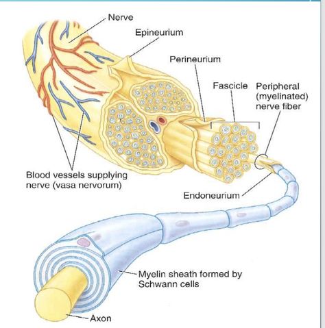 Solved Nerve Epineurium Perineurium Fascicle Peripheral | Chegg.com Nerve Diagram, Tibial Nerve, Nerve Injury, Nerve Fiber, Peripheral Nerve, Platelet Rich Plasma, Regenerative Medicine, Nerve Damage, Sciatic Nerve