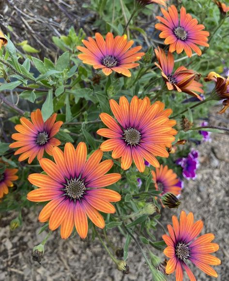 African Garden, African Daisy Tattoo, Osteospermum Zion Purple Sun, Purple Yellow Garden, African Daisy Garden Ideas, African Daisies, African Daisy, African Daisy Flower, Daisy Flower Purple