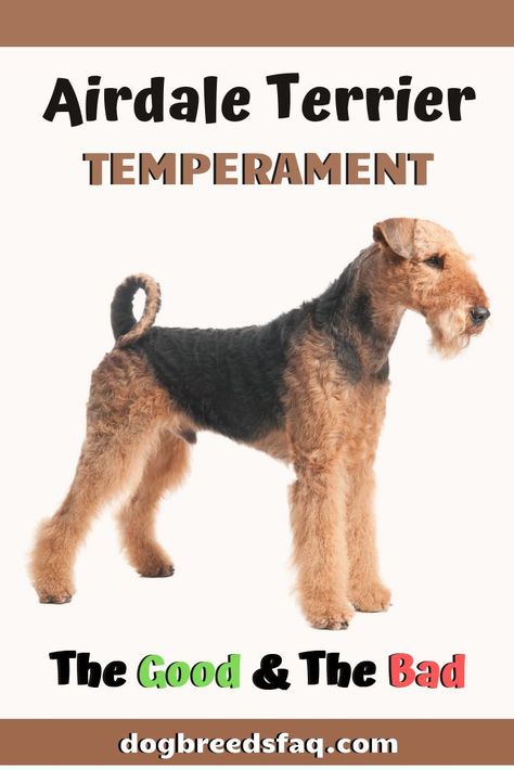 Puppy Pampering, Airedale Terrier Puppies, Pure Breed Dogs, Airedale Dogs, Every Dog Breed, Airedale Terriers, Welsh Corgi Puppies, Scary Dogs, Dog Enrichment