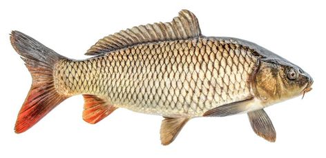 Fish Side View, Fish Sides, Fish Images, Exquisite Corpse, Carp Fish, Fish Drawings, Carp Fishing, European Countries, Catfish