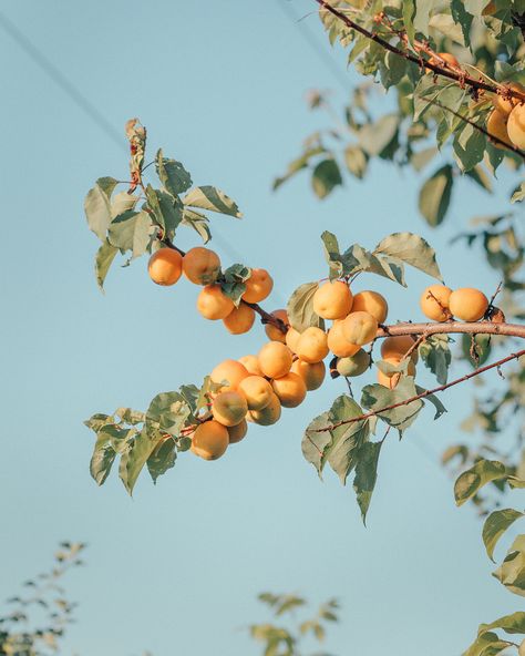 Fruit photography, apricot tree against blue sky Apricot Fruit, Apricot Tree, Sheffield Uk, Fruits Photos, Fruit Photography, Peach Trees, Brand Kit, Spring Aesthetic, Freelance Photographer