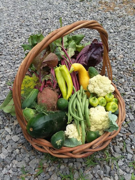 Harvest Gift Basket, Harvest Basket Gift, Garden Harvest Aesthetic, Produce Aesthetic, Garden Harvest Basket, Harvest Aesthetic, Vegetable Harvest, Daily Harvest, Homegrown Food