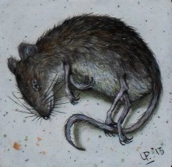 dead mouse Dead Mouse, Eye Brows, Of Mice And Men, Weird Stuff, Ap Art, Mice, Painting Ideas, Oil Painting, Portfolio