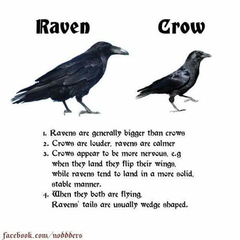 Crow And Raven Difference, Raven Person, Crow Person, Crow Facts, Calm Person, Crow Demon, Cute Crow, Crow Pictures, Black Crows