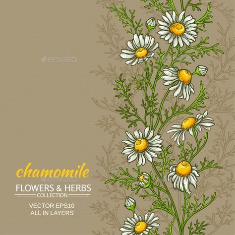 Babylon Art, Chamomile Plant, Surface Pattern Design Inspiration, Pattern Design Inspiration, Flowers Vector, Plant Vector, Hand Lettering Alphabet, Fantasy Portraits, Plant Painting