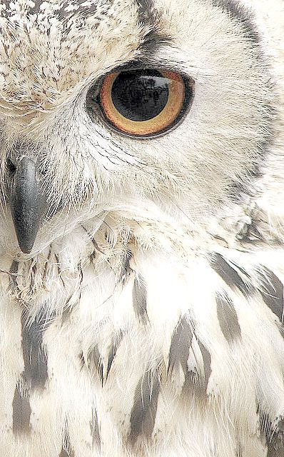 Photo Regard Animal, Snowy Owls, Pyrography Art, Owl Pictures, Beautiful Owl, Owl Bird, Snowy Owl, Baby Owls, Owl Art