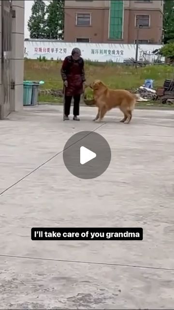 What Do Dogs Want on Instagram: "Dog helps grandma. Like and share for more 🐶" Hap Hap Happy Dog Video, Dogs Watching Tv, Dog Shaming Funny, Excited Dog, Instagram Dog, Pet Corner, Dog Shaming, Crazy Dog Lady, Classic Video