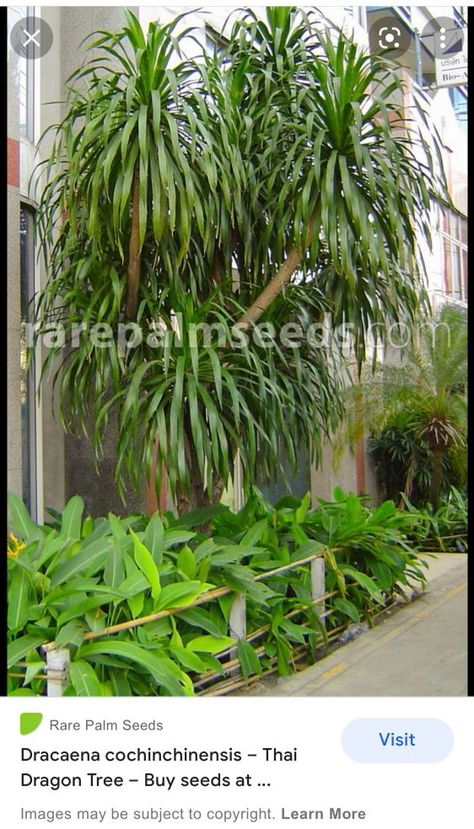 Thai Dragon, Dracaena Draco, Dragon Tree, Tree Family, Buy Seeds, Soil Ph, Propagating Plants, Water Lighting, Types Of Soil