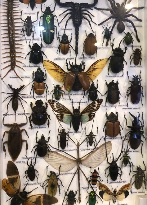 Pinned Bugs, Bug Specimen, Bug Pinning, Entomology Decor, Insect Display, Wet Specimen Taxidermy, Bug Taxidermy, Bug Wall, Insect Wall