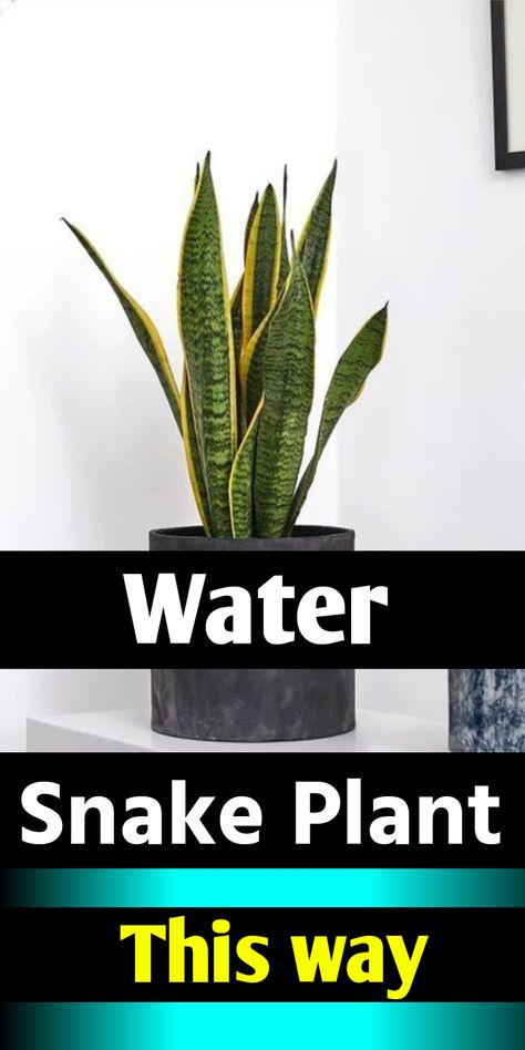 Snake plant watering Snake Plant Decor, Snake Plant Indoor, Water Snake, Snake Plant Care, Landscaping With Large Rocks Front Yard, Indoor Plant Wall, Sansevieria Plant, Plant Watering, Plant Care Houseplant