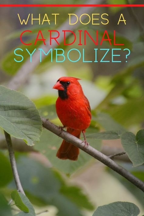 Red Birds Meaning, Red Bird Meaning Cardinals, When A Cardinal Appears An Angel Is Near, Spiritual Meaning Of Cardinals, Seeing A Cardinal Meaning, Seeing A Red Cardinal Meaning, Cardinal Tattoo Meaning, Pictures Of Cardinals, Cardinals Birds Meaning