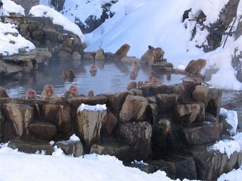 Monkey Hot Spring, Monkeys In Hot Springs, Japanese Hot Springs, Winter In Japan, Lake Girl, Wild Poppies, Spring Art, Winter Activities, Hot Springs