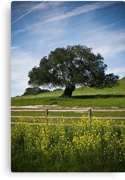 Mustard Tree Canvas Print Mustard Tree, Big Tree, The Good Shepherd, Tree Canvas, Mustard Seed, Mustard, Diy Painting, Country Roads, Cute Animals